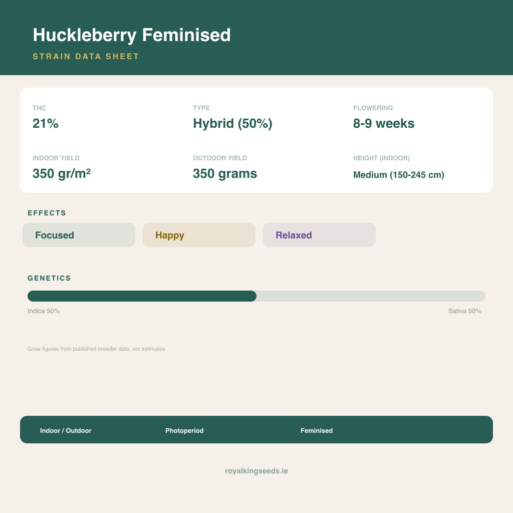 Huckleberry 50% indica / 50% sativa flower with visible trichomes