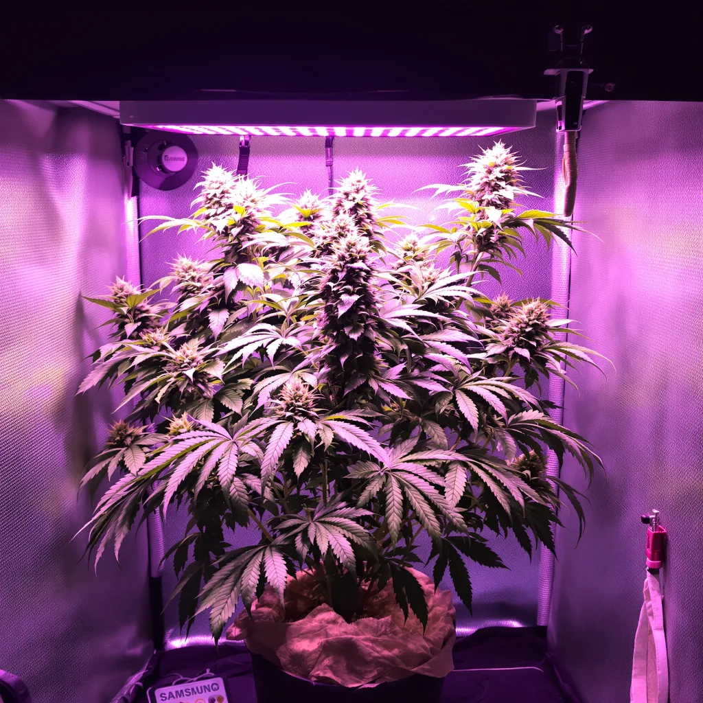 Humboldt Dream cannabis plant in flowering stage — Medium (150-245 cm) feminised