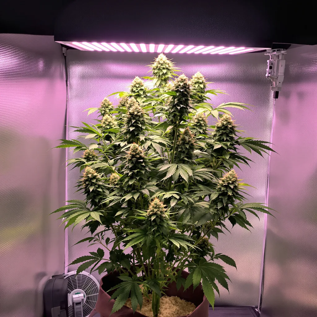 Ice Cream cannabis plant in flowering stage — < 120 cm feminised