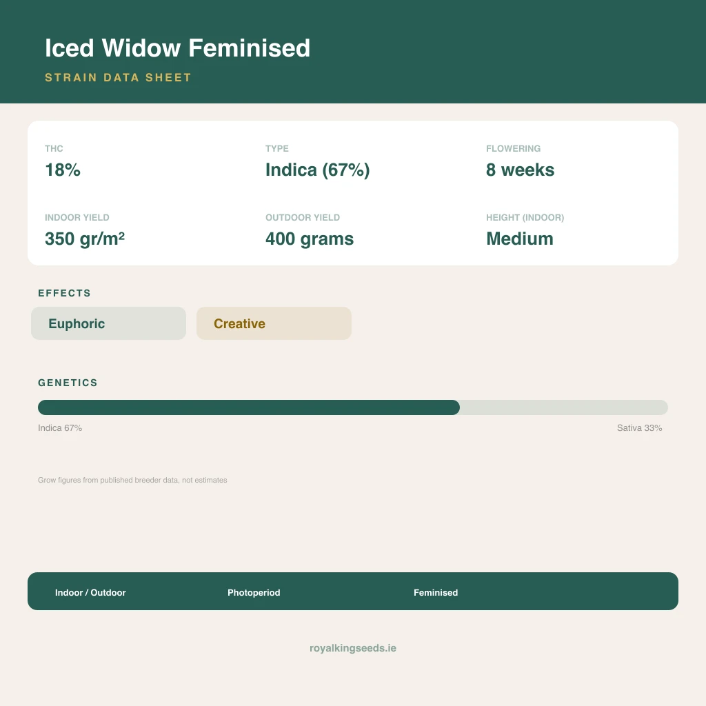 Iced Widow 67% indica / 33% sativa flower with visible trichomes