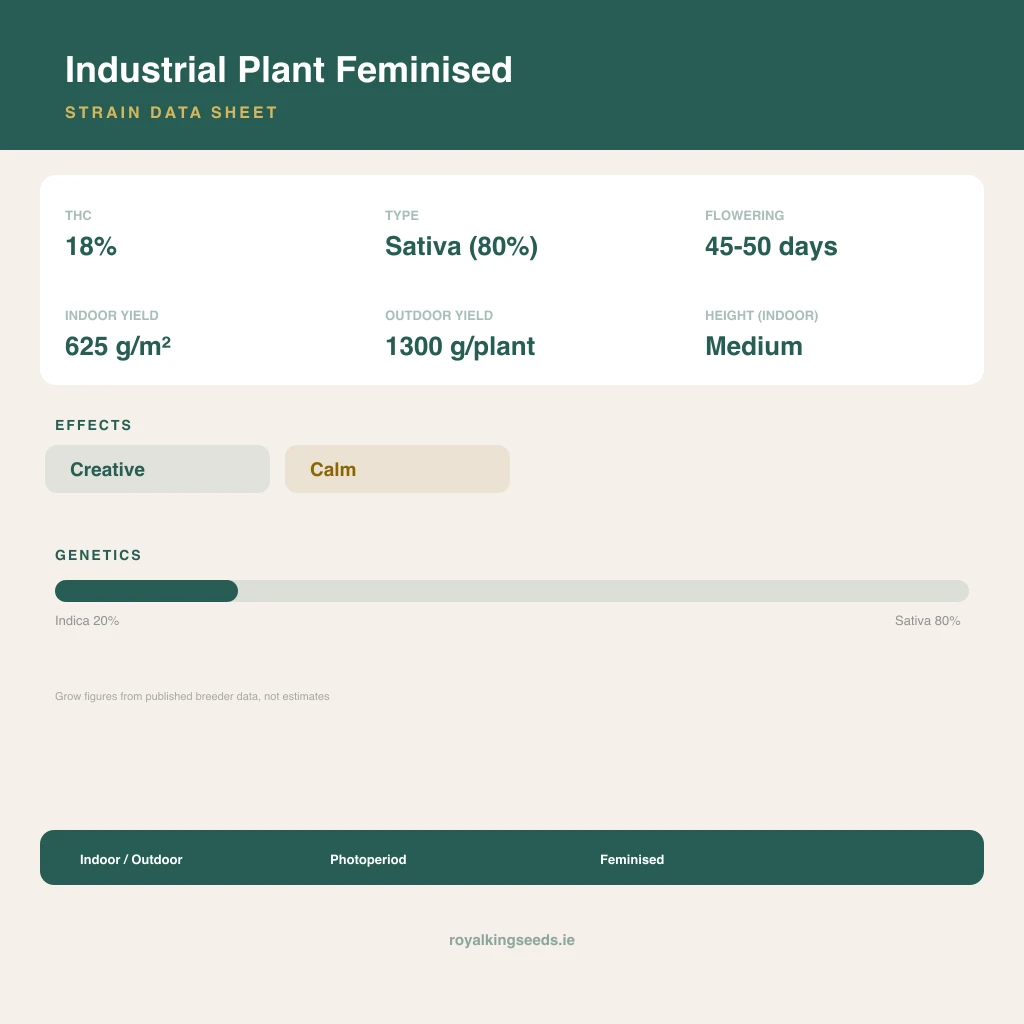 Industrial Plant 20% indica / 80% sativa flower with visible trichomes