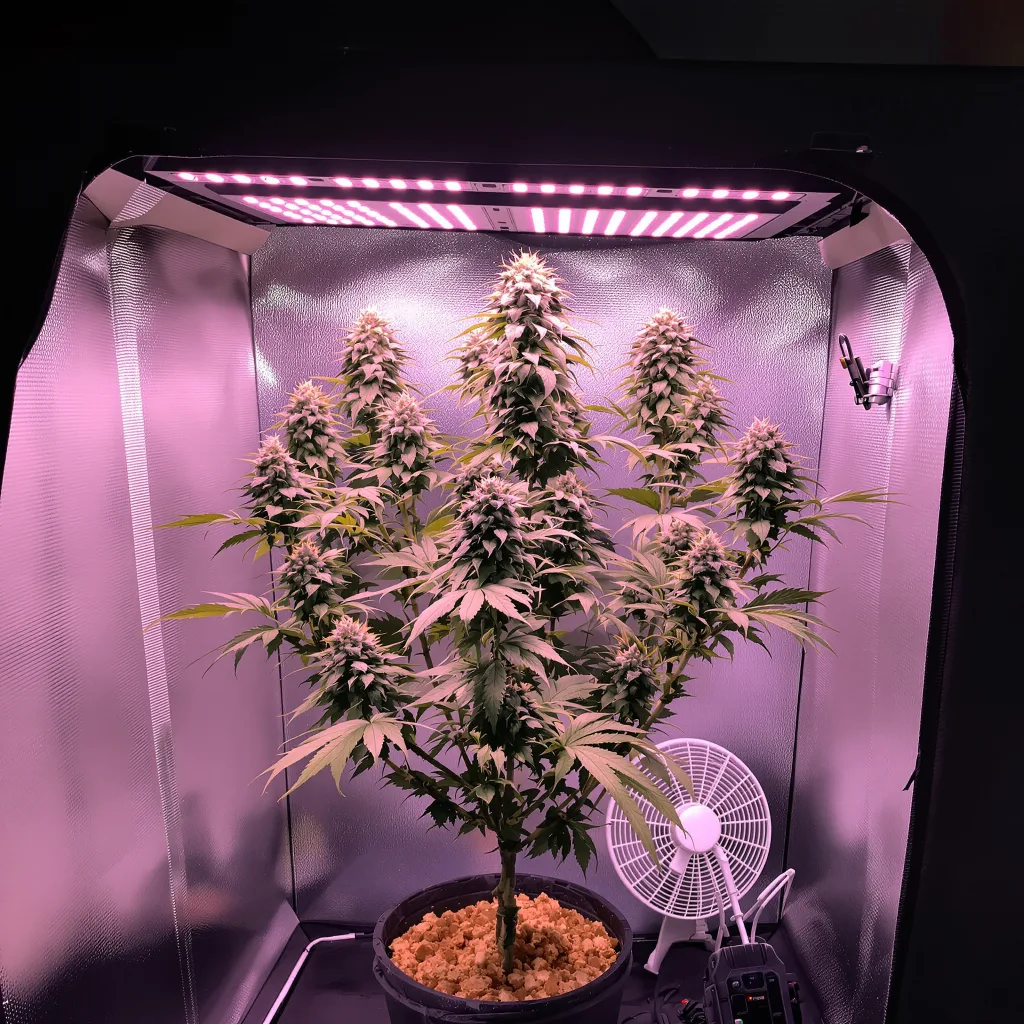 Jack Flash cannabis plant in flowering stage — up to 180 cm (indica pheno ~100 cm) feminised