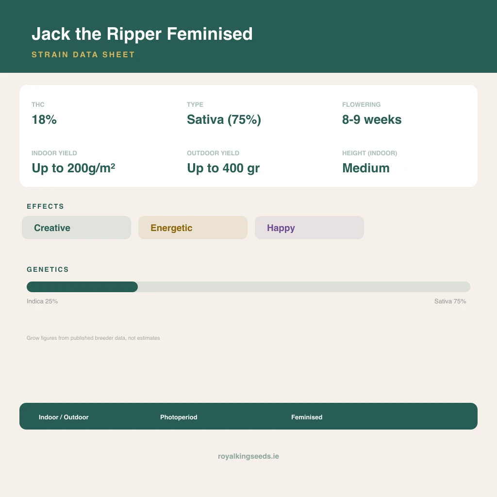 Jack the Ripper 25% indica / 75% sativa flower with visible trichomes