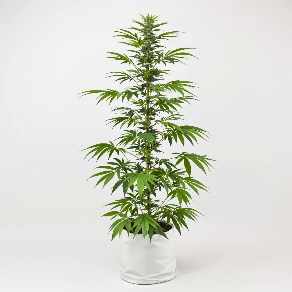Jesus OG cannabis seeds packaging — Royal King Seeds Ireland