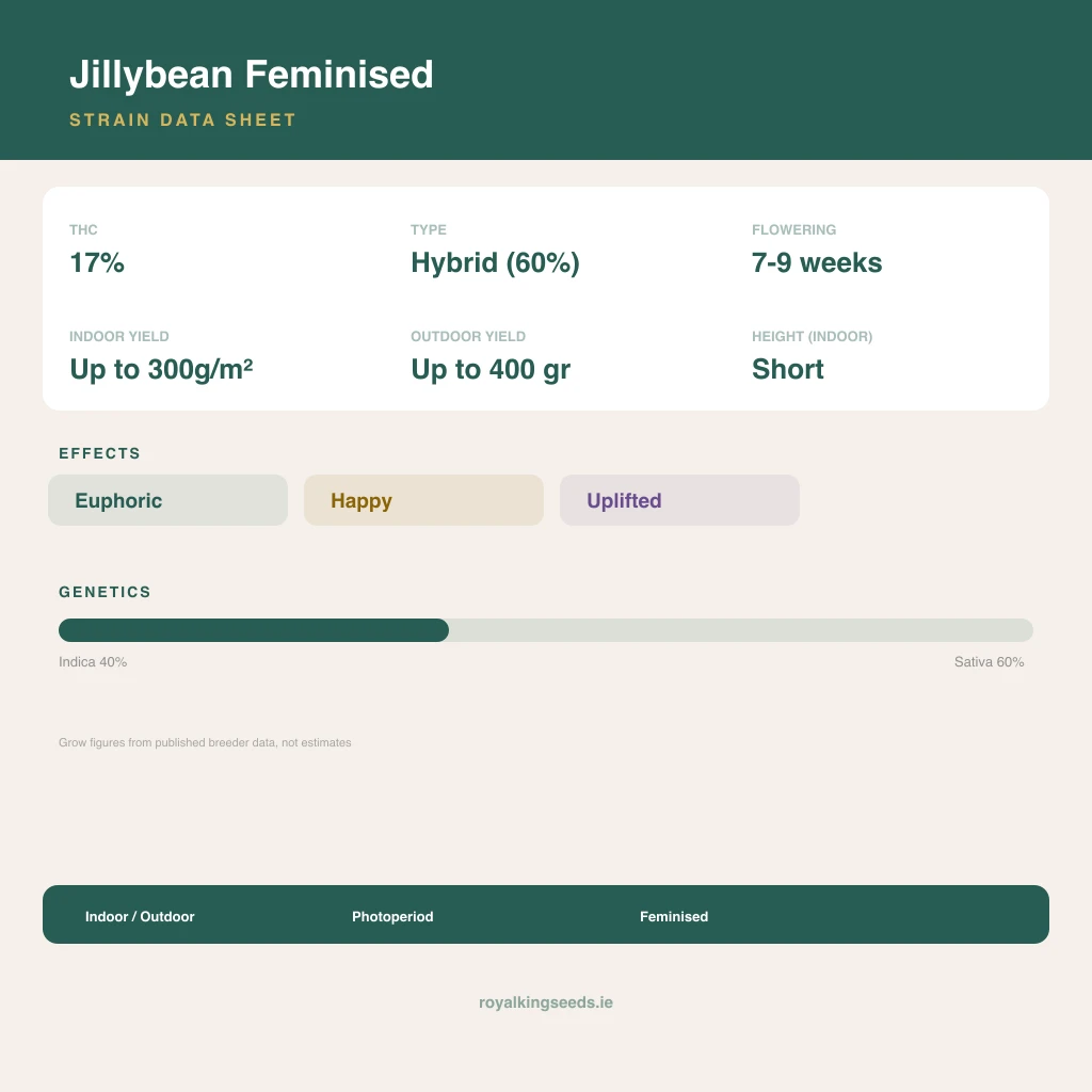 Jillybean 40% indica / 60% sativa flower with visible trichomes