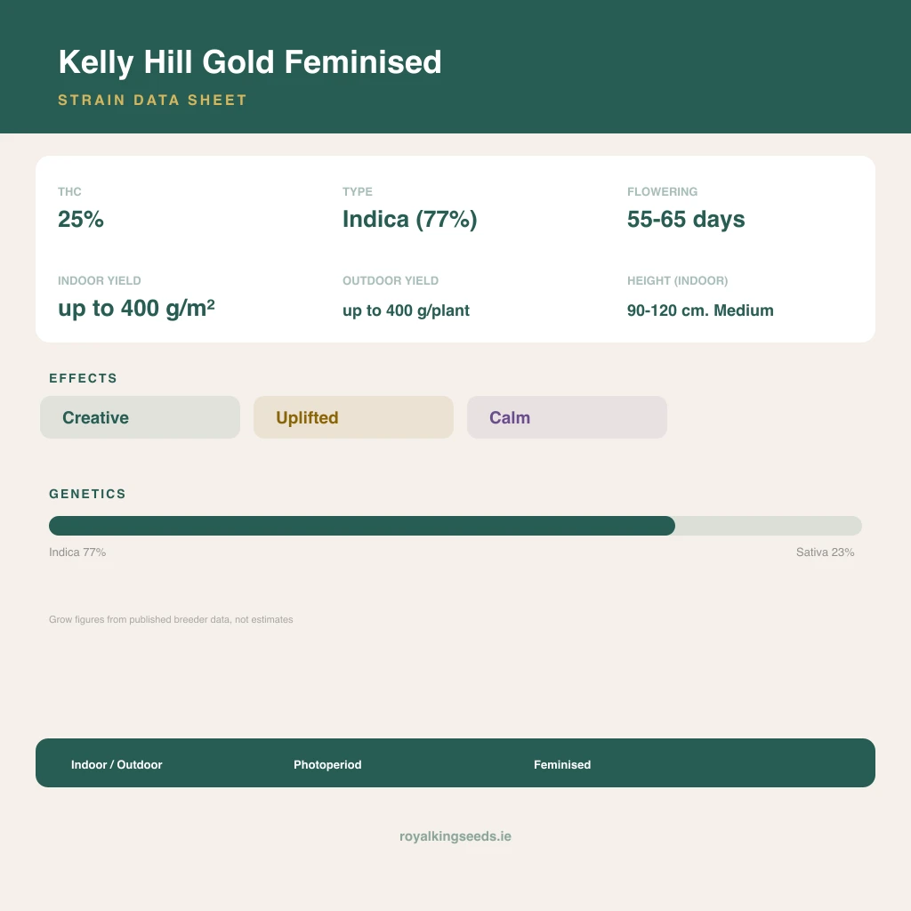 Kelly Hill Gold 77% indica / 23% sativa flower with visible trichomes