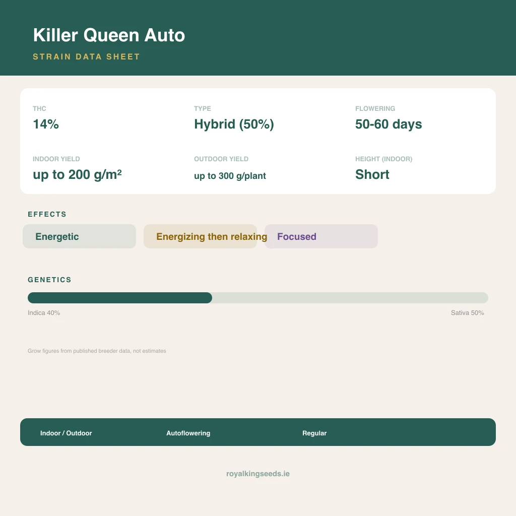 Killer Queen 40% indica / 50% sativa flower with visible trichomes