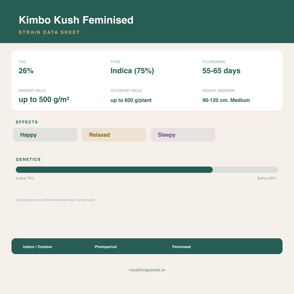 Kimbo Kush 75% indica / 25% sativa flower with visible trichomes