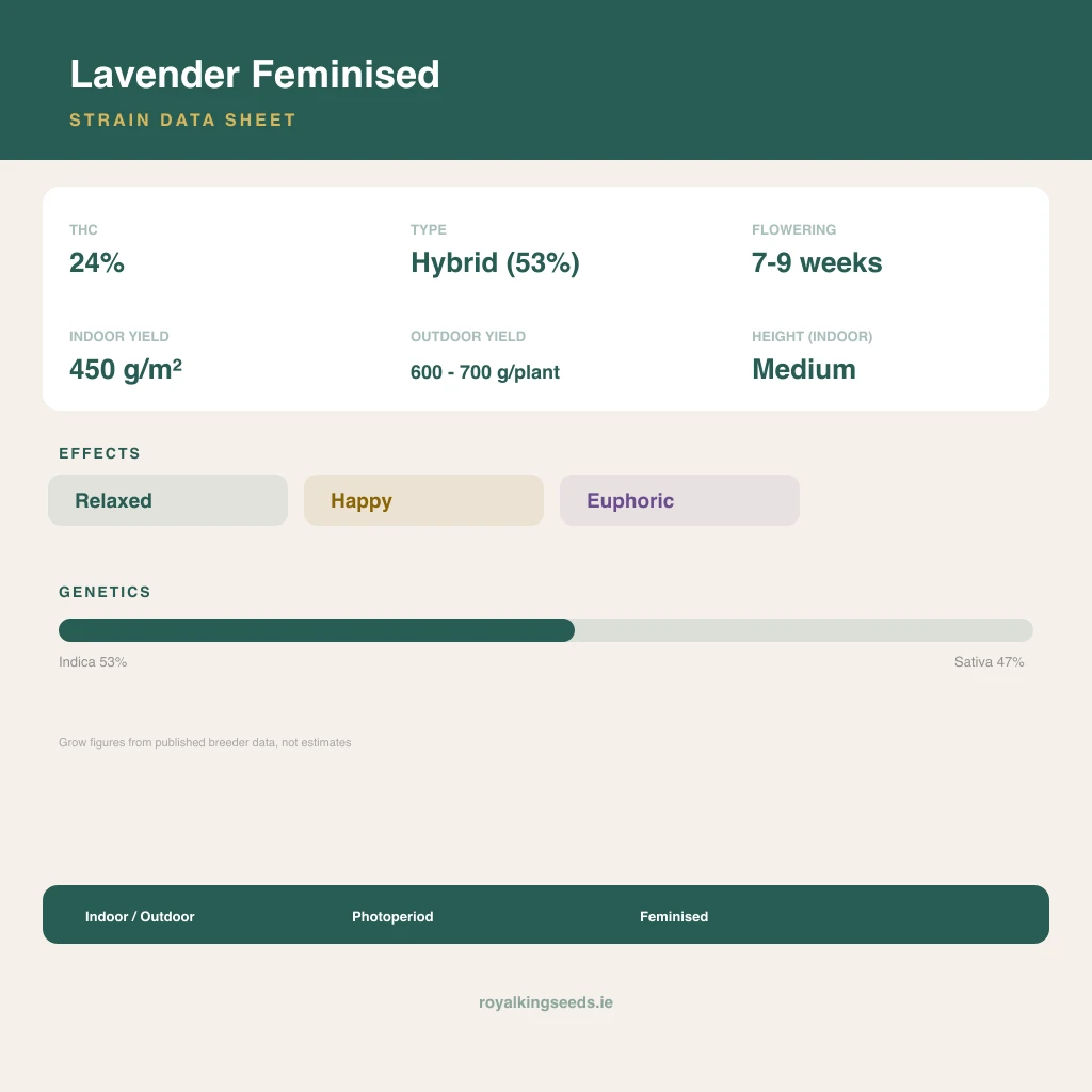 Lavender 53% indica / 47% sativa flower with visible trichomes