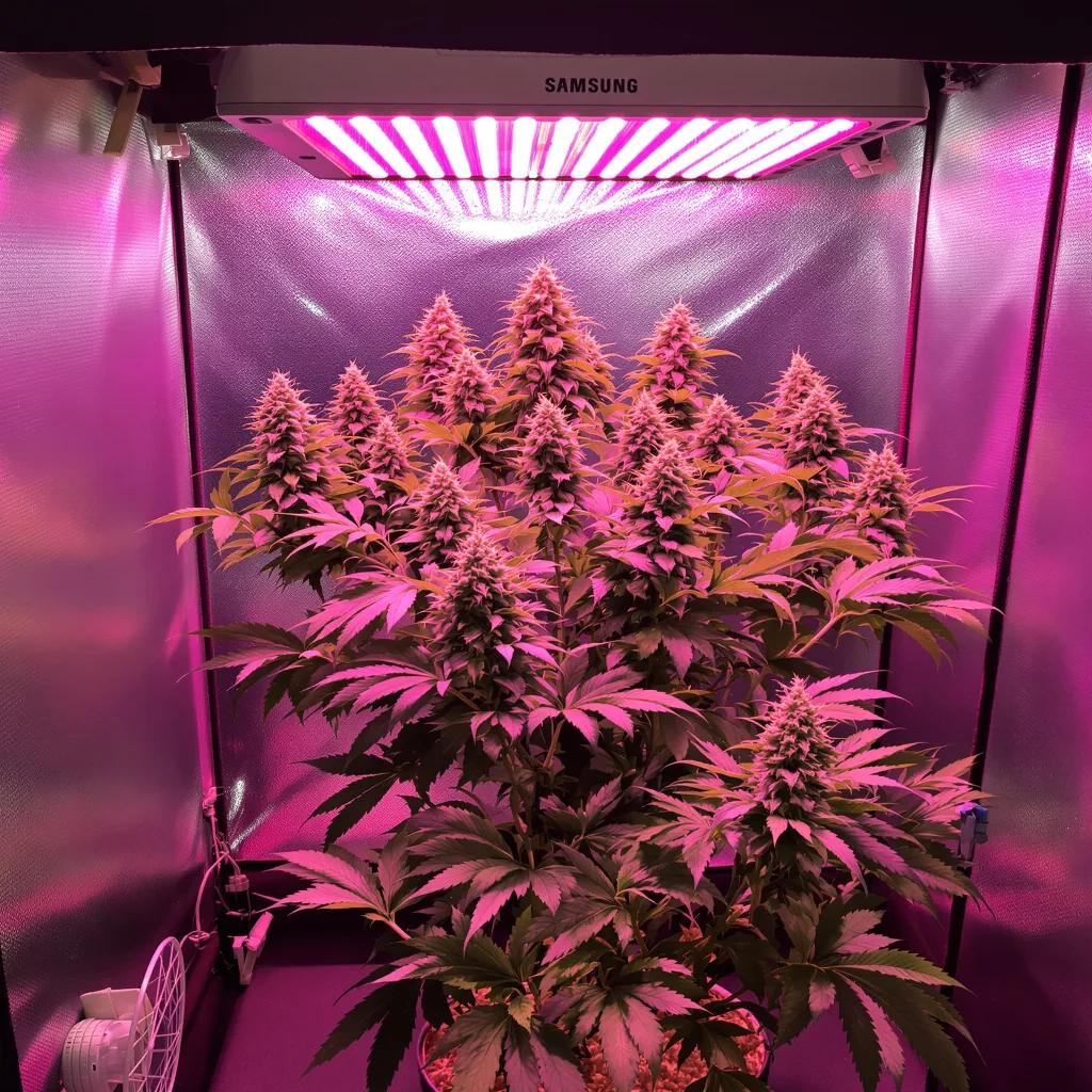 Lemon Daddy cannabis plant in flowering stage — Short autoflower