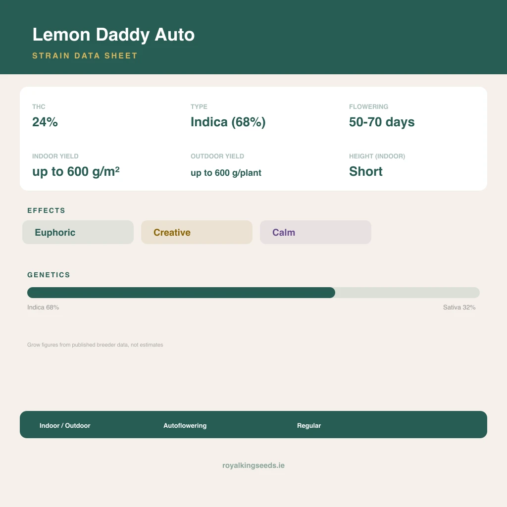 Lemon Daddy 68% indica / 32% sativa flower with visible trichomes