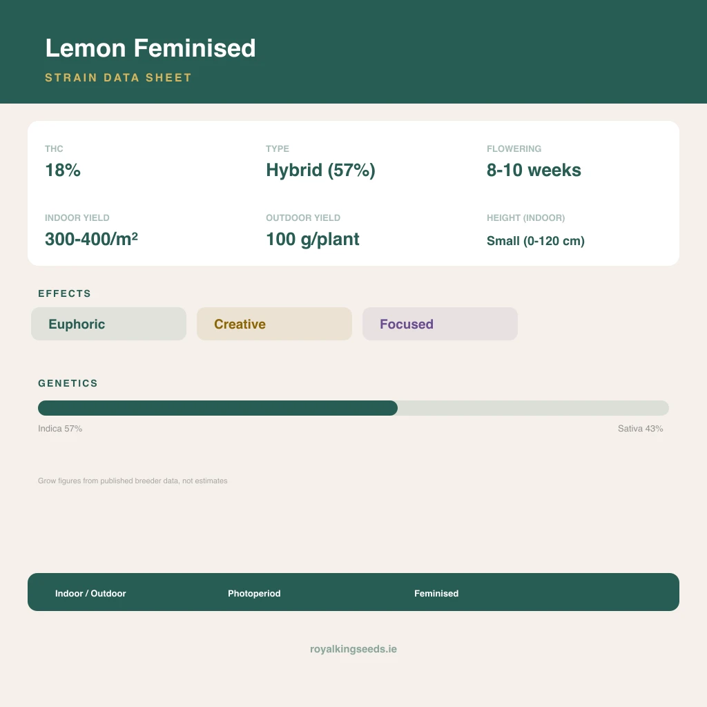 Lemon 57% indica / 43% sativa flower with visible trichomes
