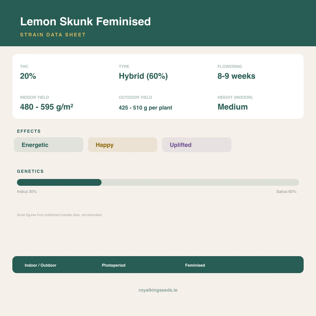 Lemon Skunk 30% indica / 60% sativa flower with visible trichomes