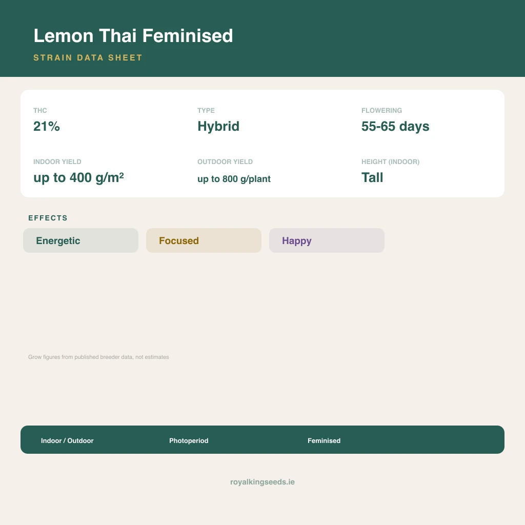 Lemon Thai 60% indica / 50% sativa flower with visible trichomes