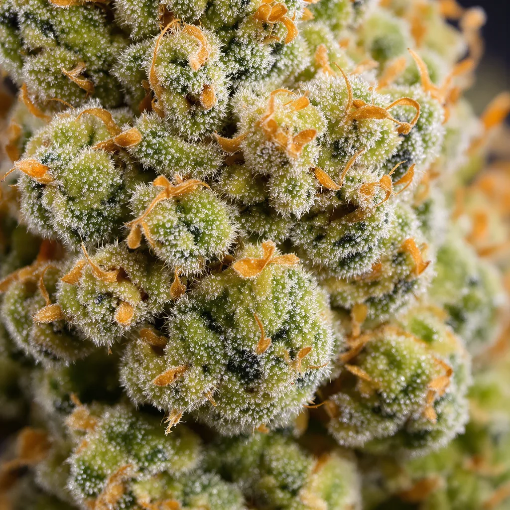 Lucid Dream Kush cannabis bud close-up showing lime-green airy structure