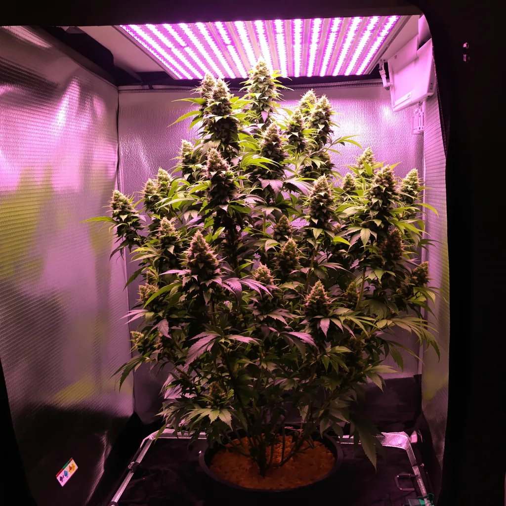 Magnum cannabis plant in flowering stage — Small (0-120 cm) feminised