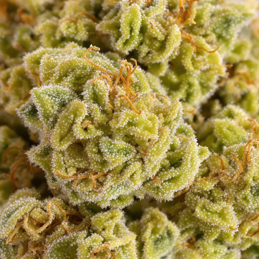 Malawi Gold cannabis bud close-up showing lime-green airy structure