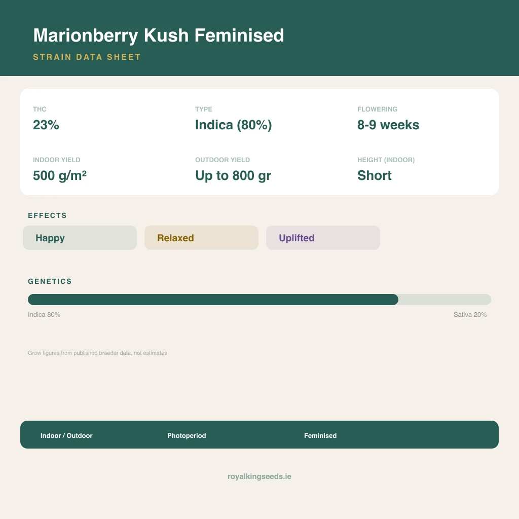 Marionberry Kush 80% indica / 20% sativa flower with visible trichomes