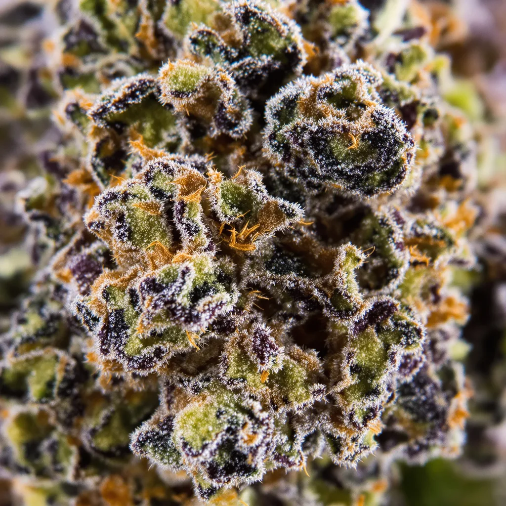 Marionberry Kush cannabis bud close-up showing dense purple-tinged calyxes