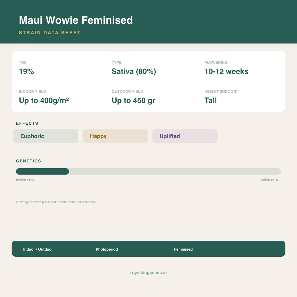 Maui Wowie 20% indica / 80% sativa flower with visible trichomes