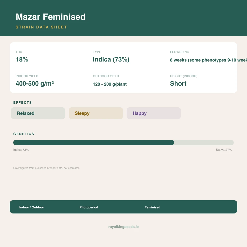 Mazar 73% indica / 27% sativa flower with visible trichomes