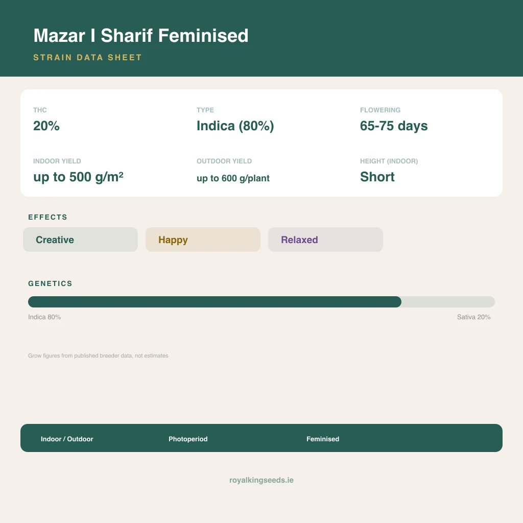Mazar I Sharif 80% indica / 20% sativa flower with visible trichomes
