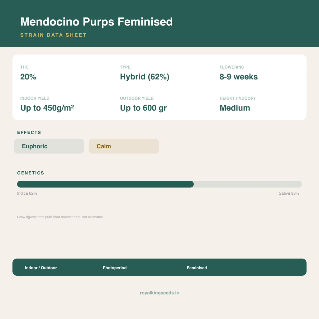 Mendocino Purps 62% indica / 38% sativa flower with visible trichomes