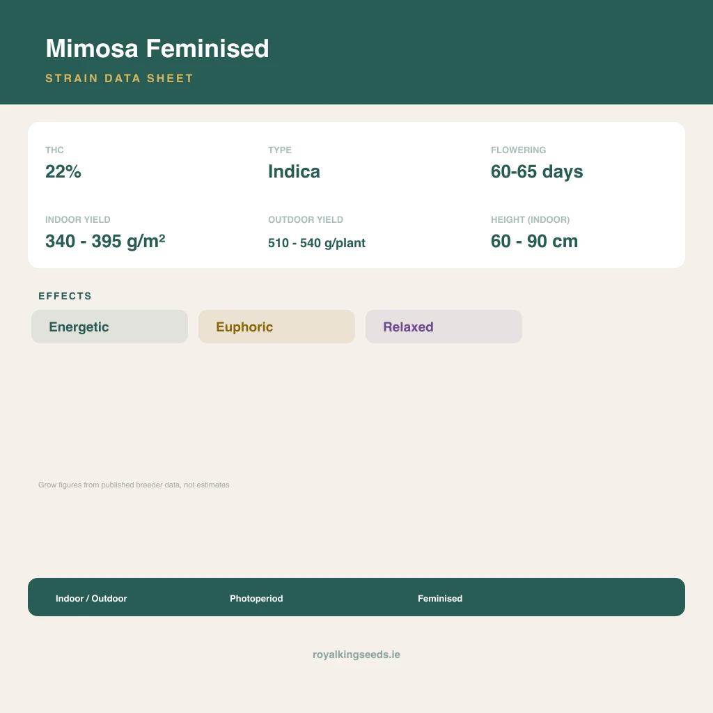 Mimosa 70% indica / 50% sativa flower with visible trichomes