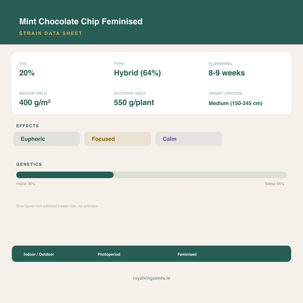 Mint Chocolate Chip 36% indica / 64% sativa flower with visible trichomes