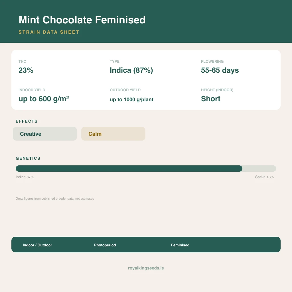 Mint Chocolate 87% indica / 13% sativa flower with visible trichomes