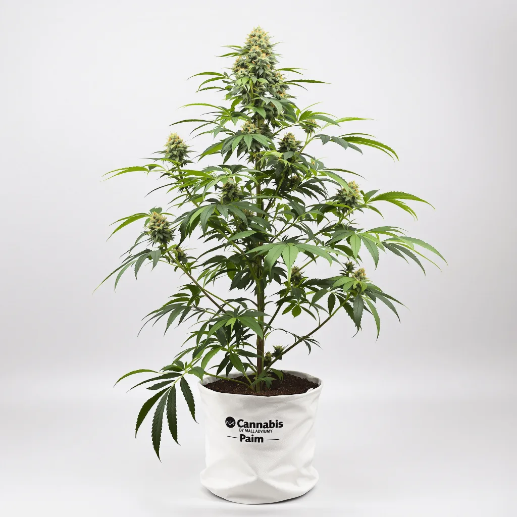 Mint cannabis seeds packaging — Royal King Seeds Ireland