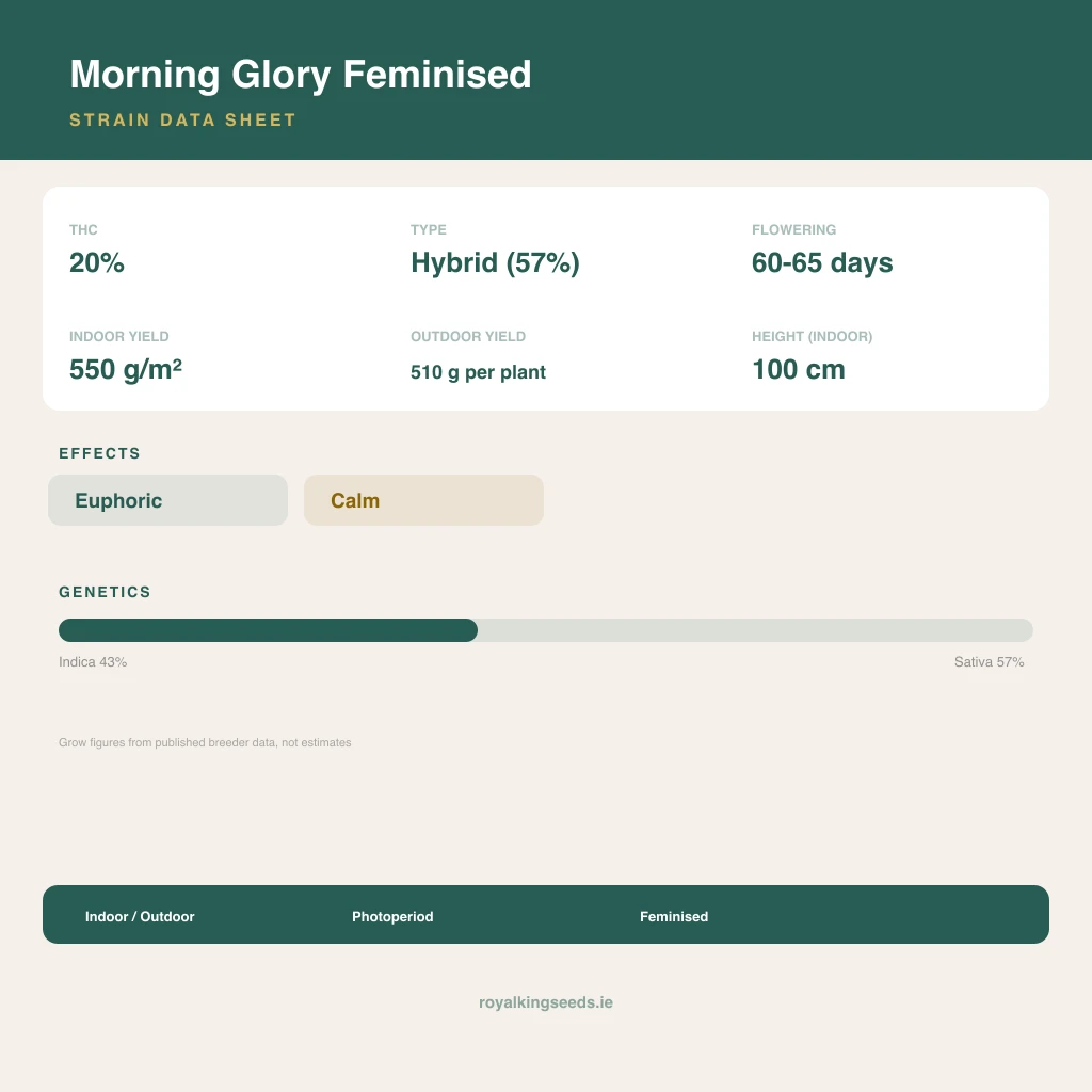 Morning Glory 43% indica / 57% sativa flower with visible trichomes