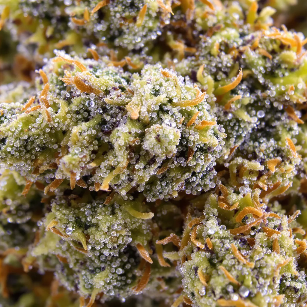 Motorbreath #15 cannabis bud close-up showing dense forest-green nugs