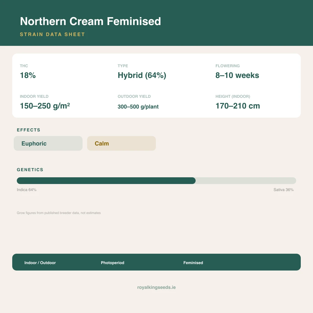 Northern Cream 64% indica / 36% sativa flower with visible trichomes