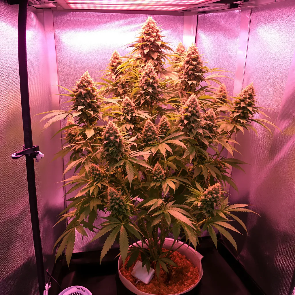 Nuclear Cookies cannabis plant in flowering stage — Medium feminised