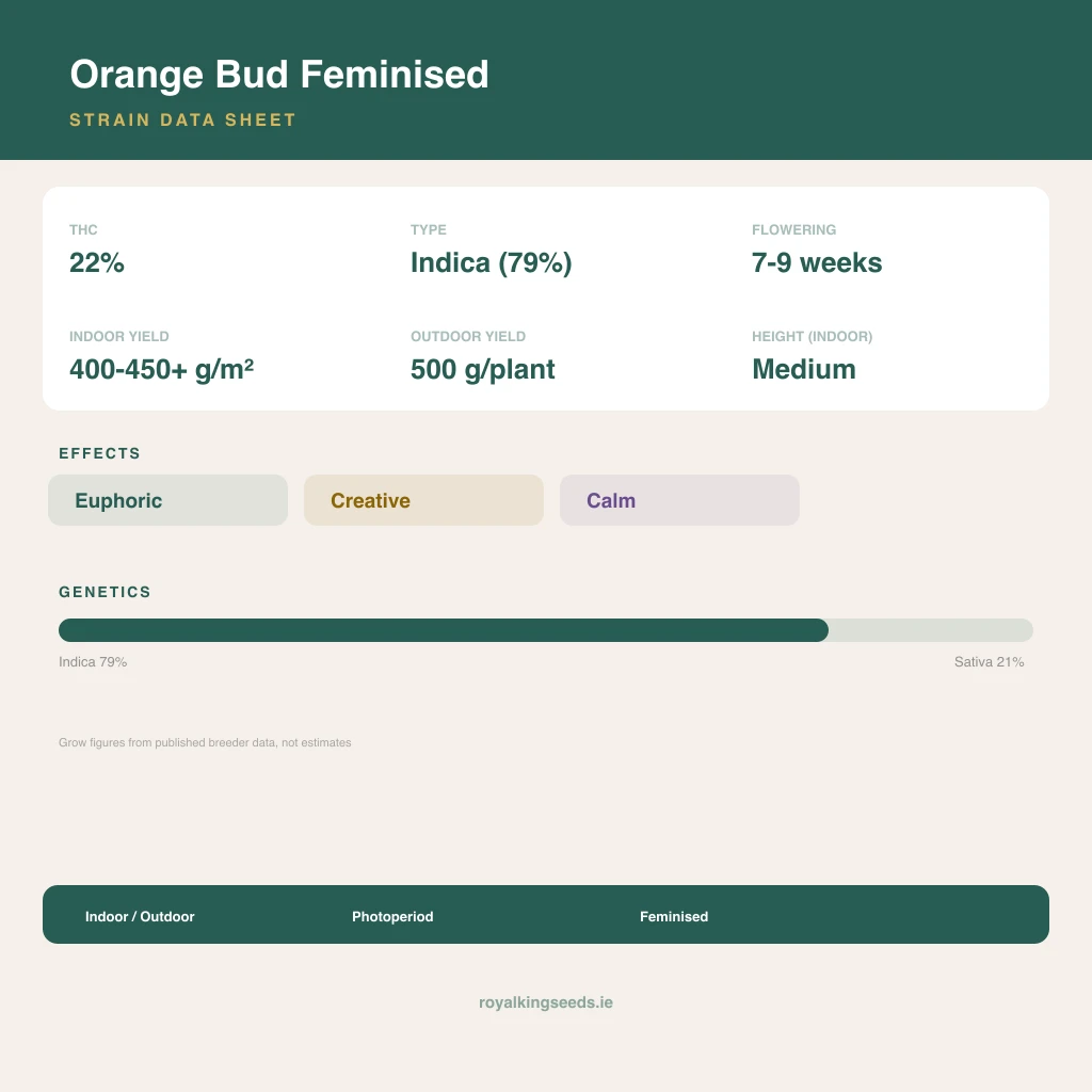 Orange Bud 79% indica / 21% sativa flower with visible trichomes