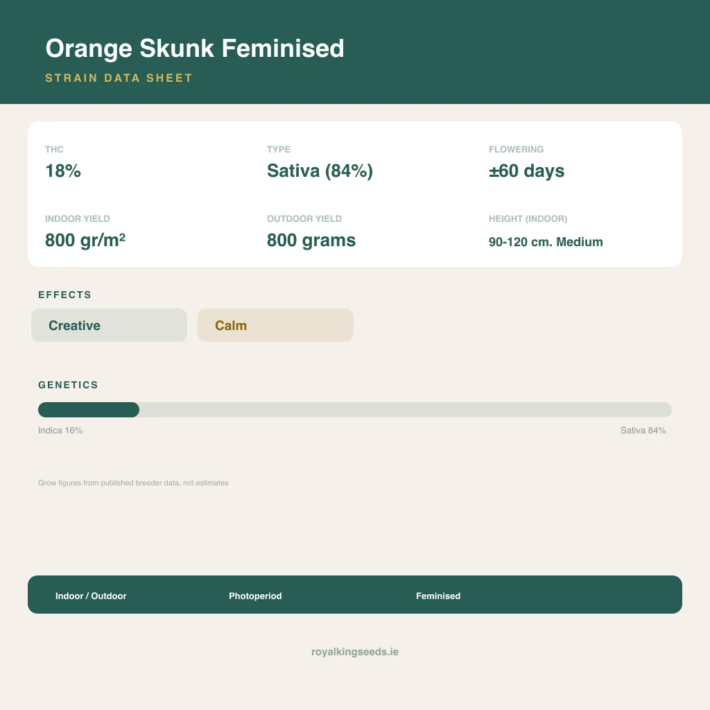 Orange Skunk 16% indica / 84% sativa flower with visible trichomes