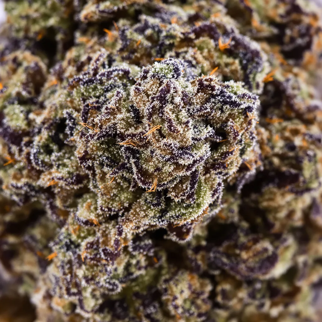 Pakistan Valley Kush cannabis bud close-up showing dense purple-tinged calyxes