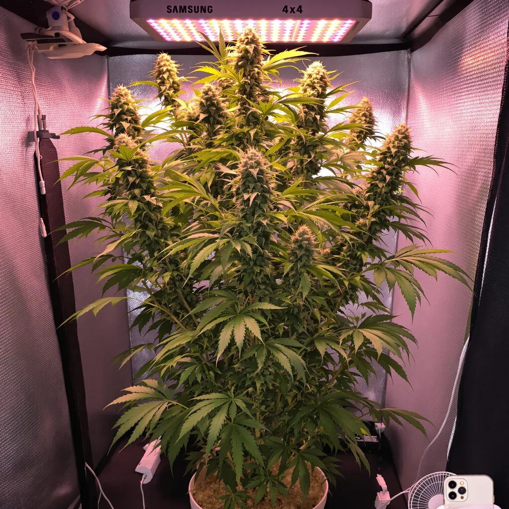 Panama cannabis plant in flowering stage — Tall feminised