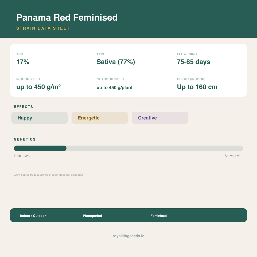 Panama Red 23% indica / 77% sativa flower with visible trichomes