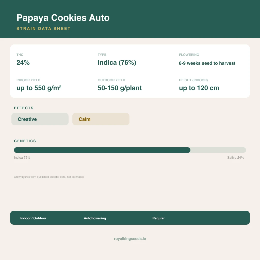 Papaya Cookies 76% indica / 24% sativa flower with visible trichomes