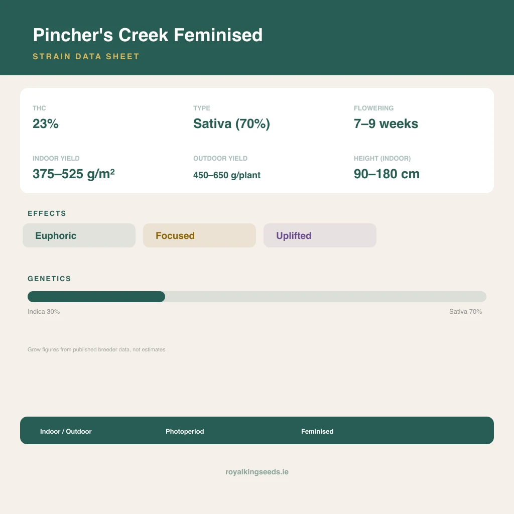 Pincher's Creek 30% indica / 70% sativa flower with visible trichomes
