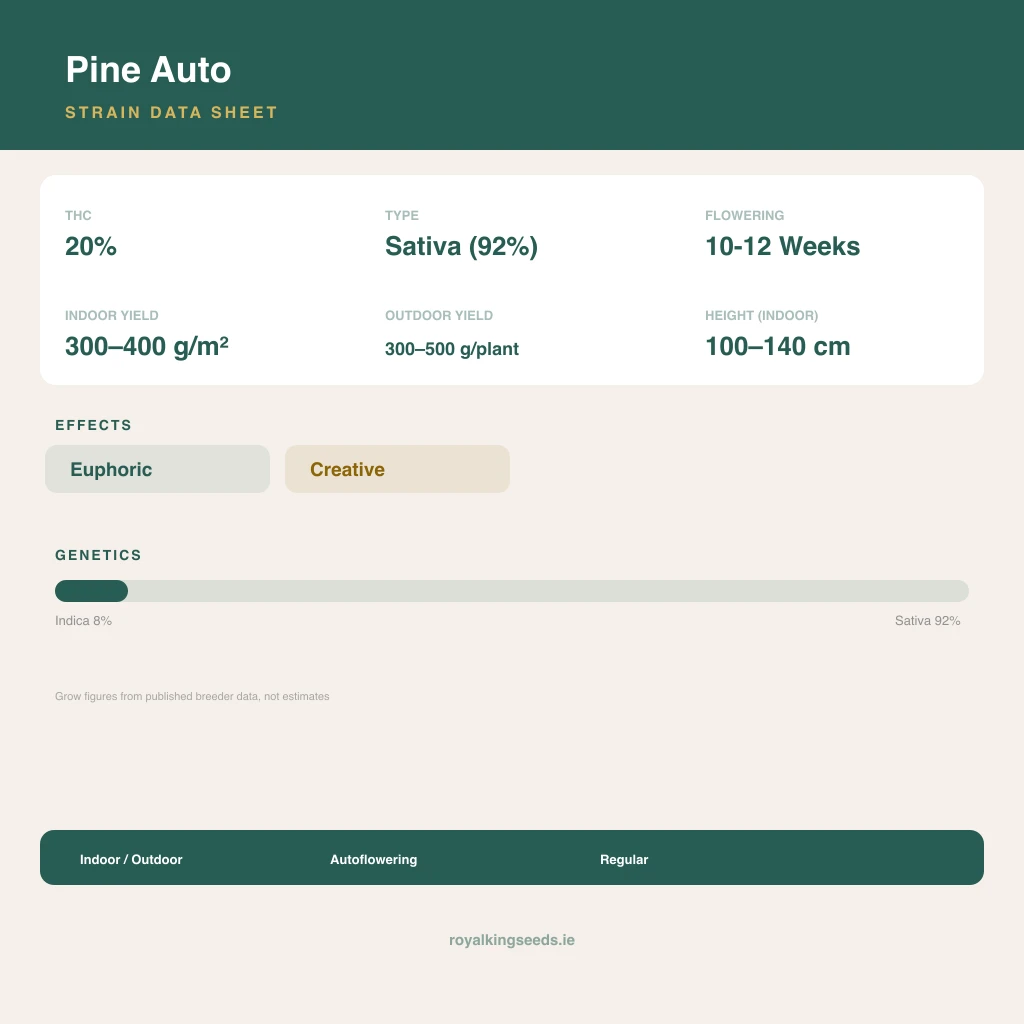 Pine 8% indica / 92% sativa flower with visible trichomes