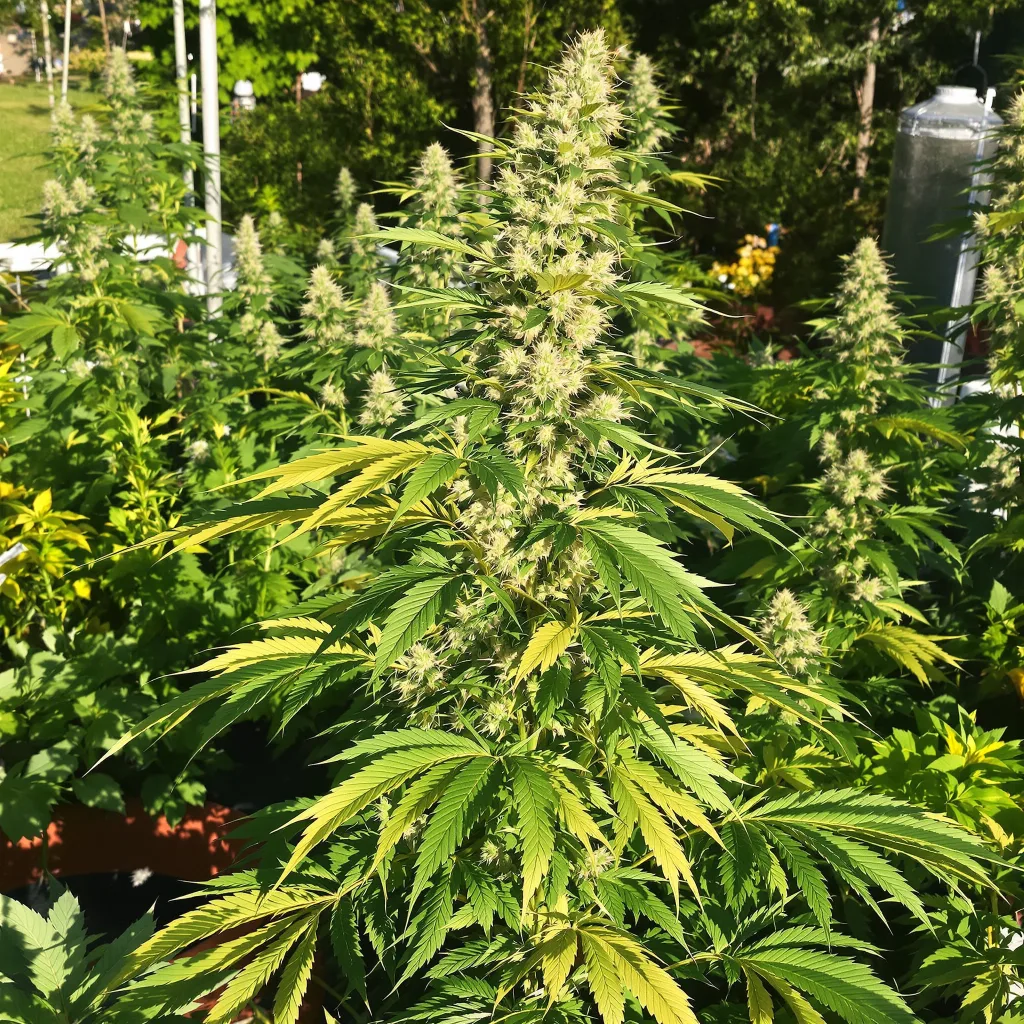 Power Plant 16% indica / 84% sativa flower with visible trichomes