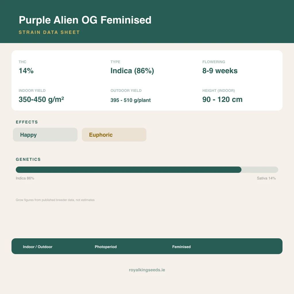 Purple Alien OG 86% indica / 14% sativa flower with visible trichomes