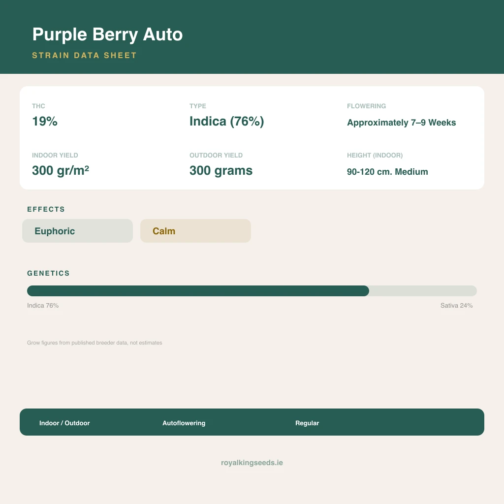 Purple Berry 76% indica / 24% sativa flower with visible trichomes