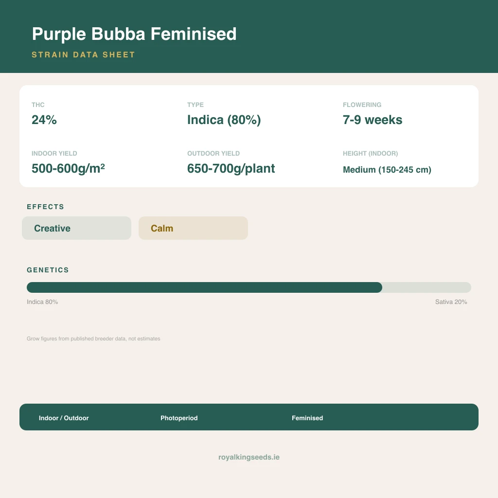 Purple Bubba 80% indica / 20% sativa flower with visible trichomes