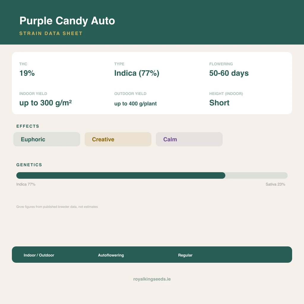 Purple Candy 77% indica / 23% sativa flower with visible trichomes