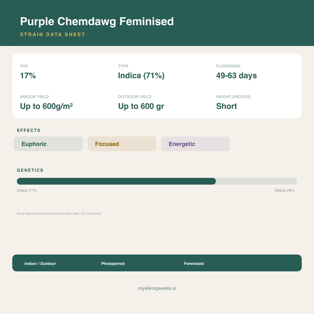 Purple Chemdawg 71% indica / 29% sativa flower with visible trichomes