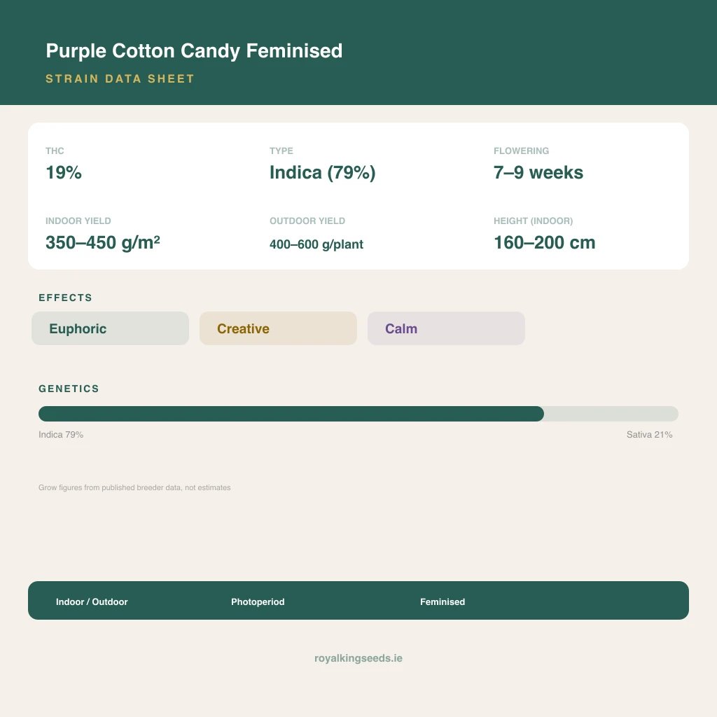 Purple Cotton Candy 79% indica / 21% sativa flower with visible trichomes